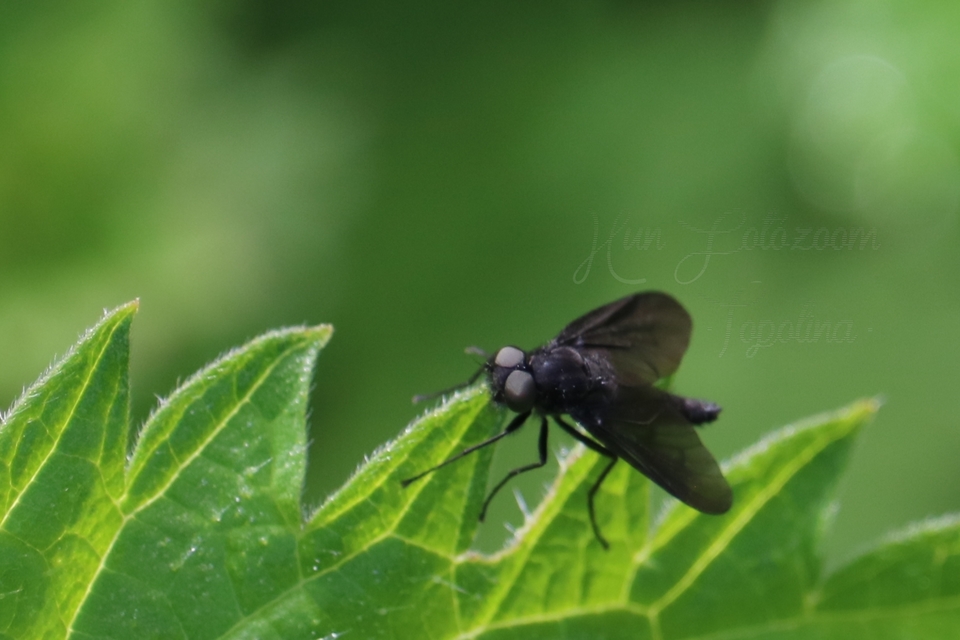 Rhagionidae - kószalégyfélék