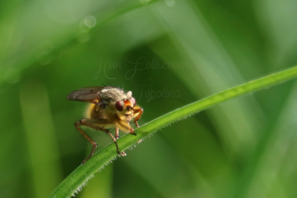 Scathophaga stercoraria - közönséges trágyalégy