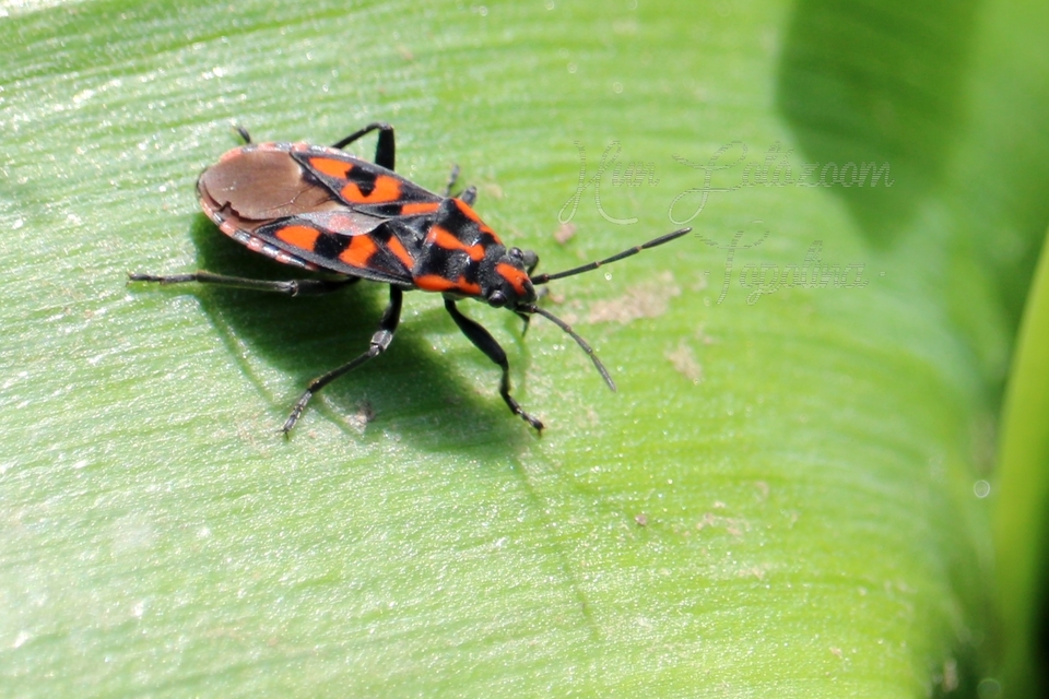 Spilostethus saxatilis - virágbodobács