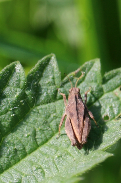 Tetrix tenuicornis - vékonycsápú tövishátúsáska