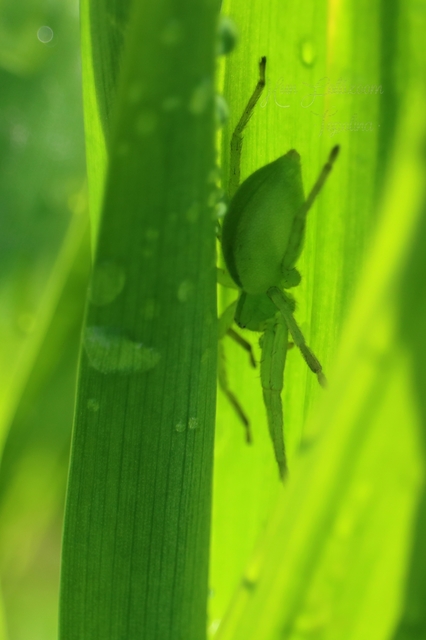 Micrommata virescens - hunyópók