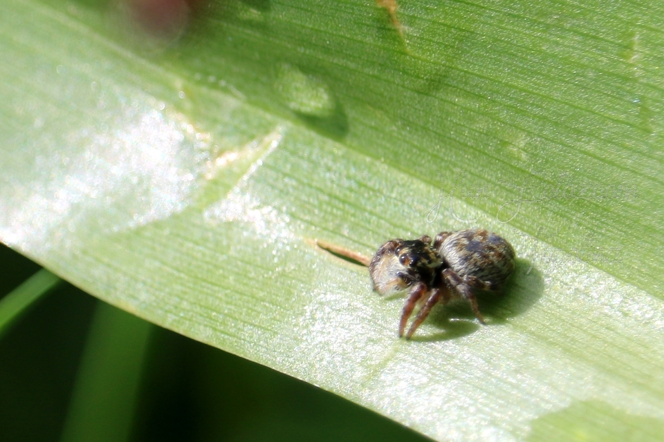 Carrhotus xanthogramma - rozsdás ugrópók