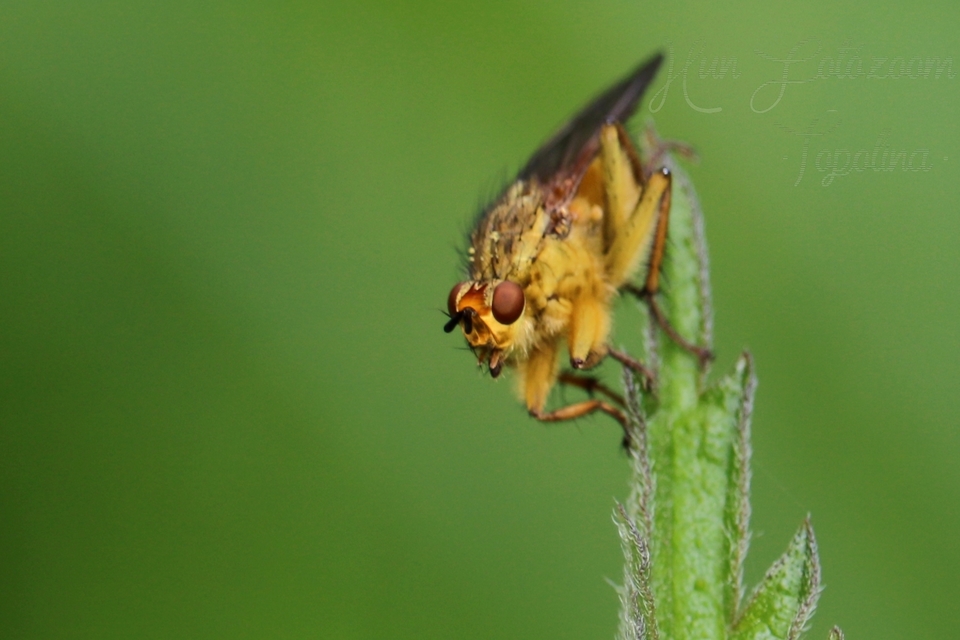 Scathophaga stercoraria - közönséges trágyalégy