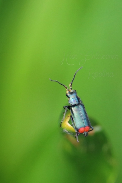 Malachius bipustulatus - kétfoltos bibircsesbogár