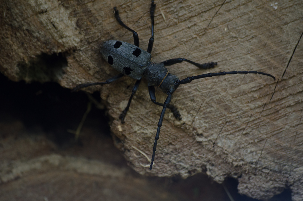 Morimus asper funereus - gyászcincér