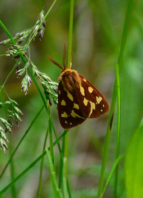 Hyphoraia aulica - barna medvelepke