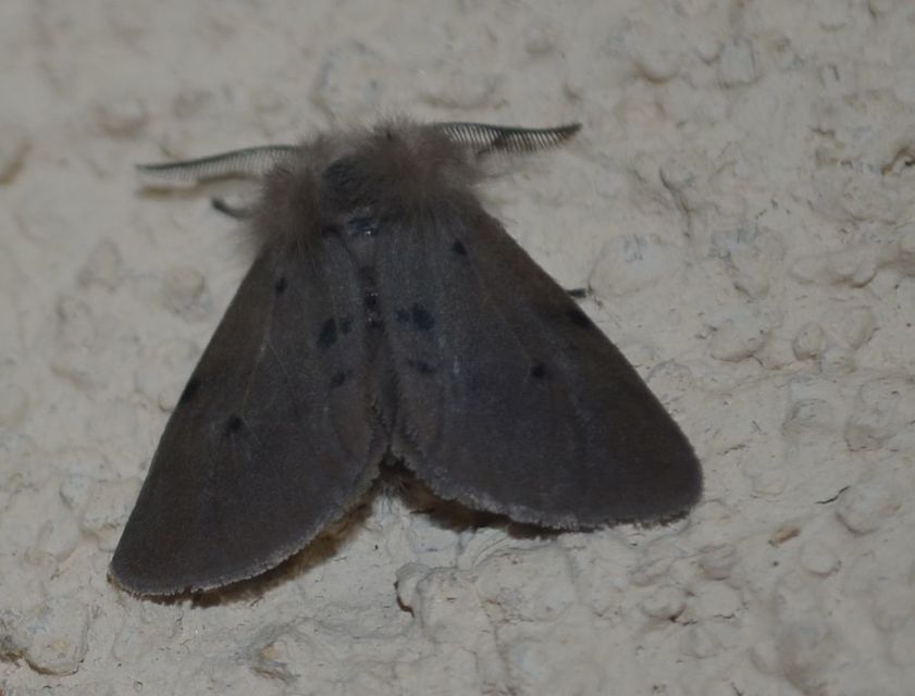 Diaphora mendica - felemás medvelepke