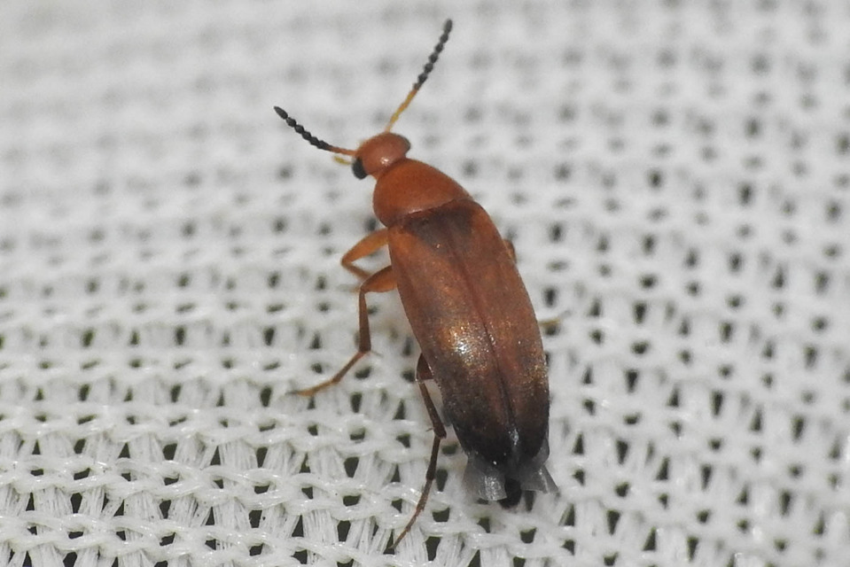 Anaspis flava - sárga árvabogár
