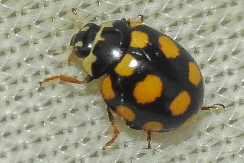 Coccinula quatuordecimpustulata - feketesárga katóka