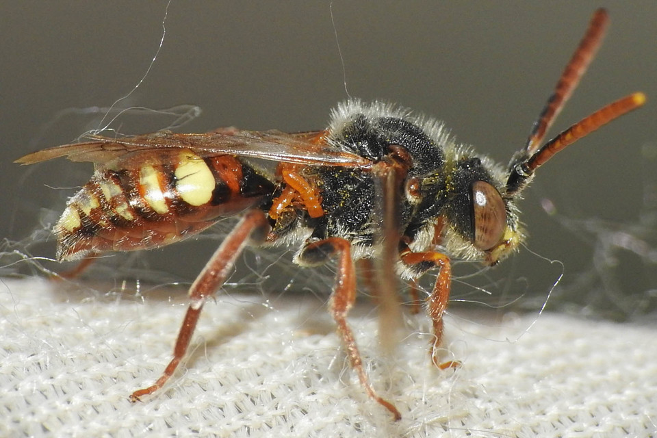 Nomada