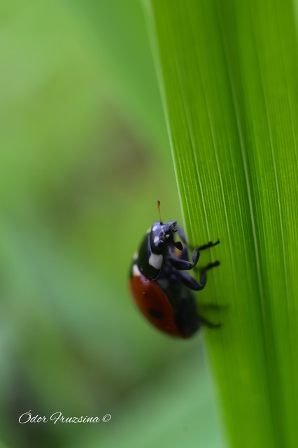 Coccinella septempunctata - hétpettyes katica Coccinella septempunctata - hétpettyes katica