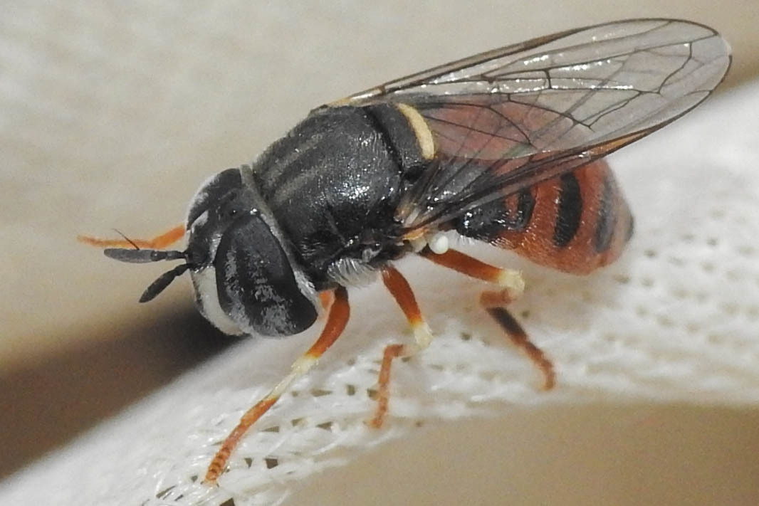Paragus medeae - stanecu fenyérzengőlégy