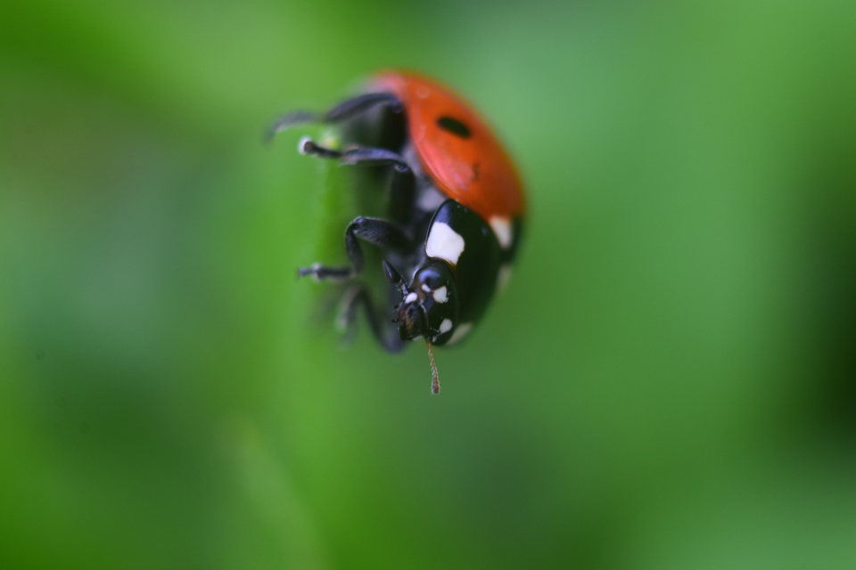 Coccinella septempunctata - hétpettyes katica Coccinella septempunctata - hétpettyes katica