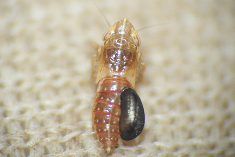 Dryinidae - ollósdarazsak