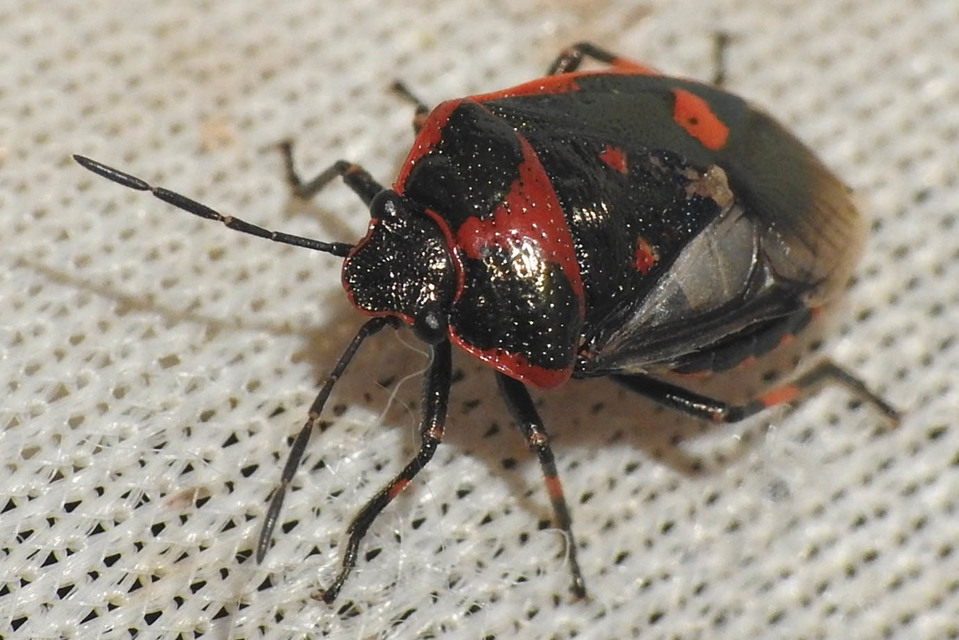 Eurydema oleracea - paréjpoloska Eurydema oleracea - paréjpoloska