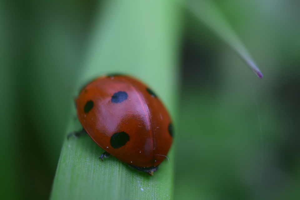 Coccinella septempunctata - hétpettyes katica Coccinella septempunctata - hétpettyes katica