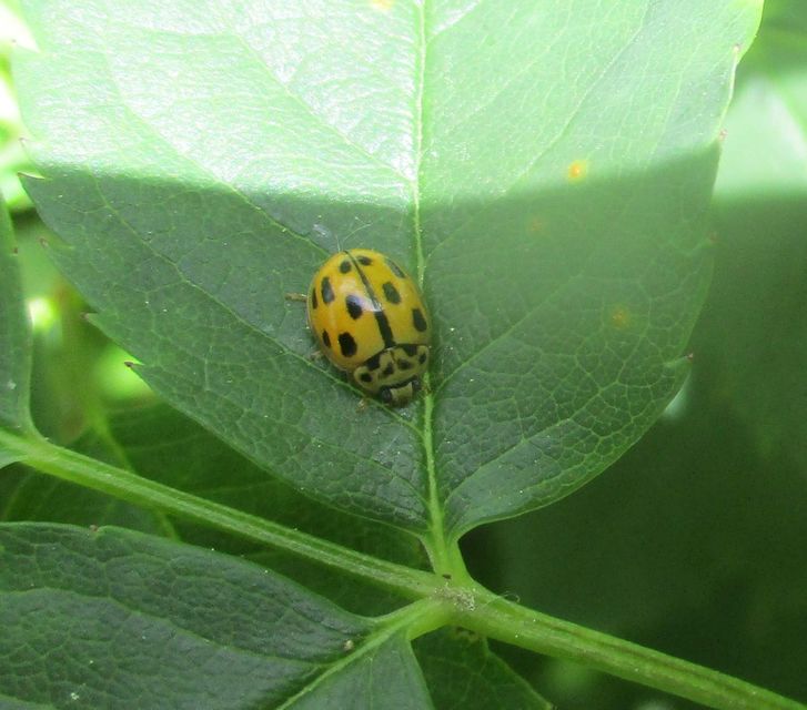 Propylea quatuordecimpunctata - tizennégypettyes füsskata