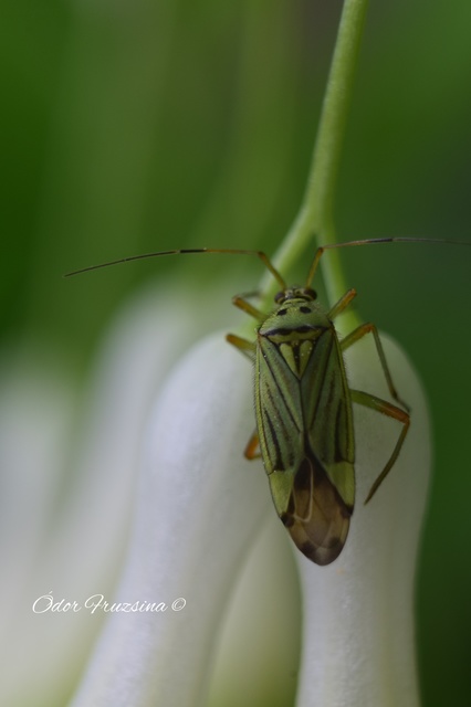 Mermitelocerus schmidtii Mermitelocerus schmidtii
