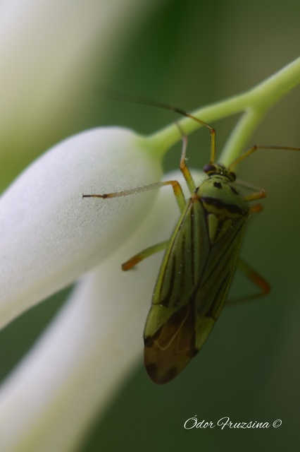 Mermitelocerus schmidtii Mermitelocerus schmidtii