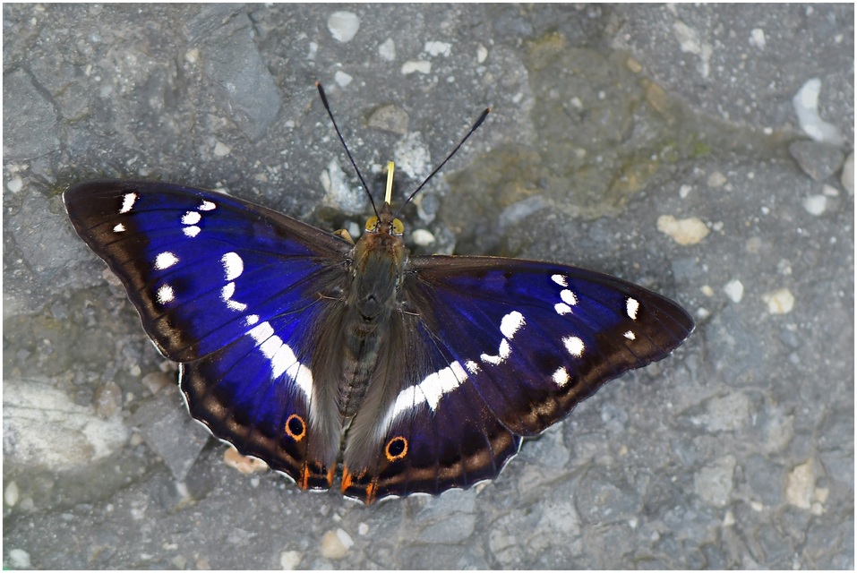 Apatura iris - nagy színjátszólepke