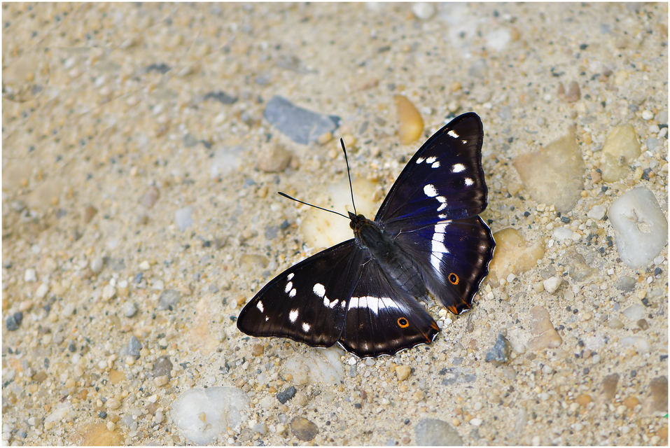 Apatura iris - nagy színjátszólepke