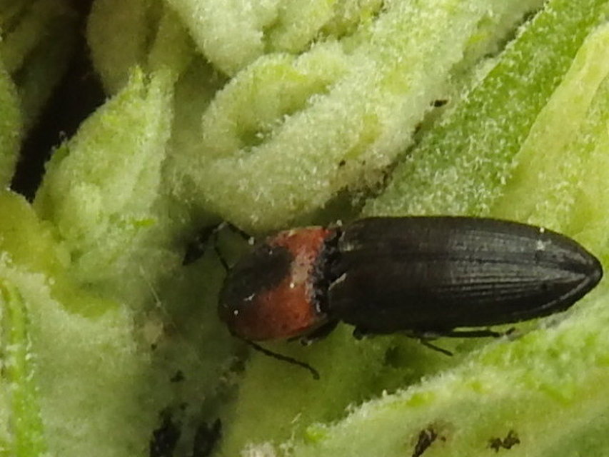 Cardiophorus discicollis - korongfoltos szívespattanó