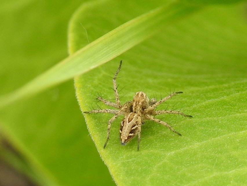 Oxyopes heterophthalmus - homoki hiúzpók