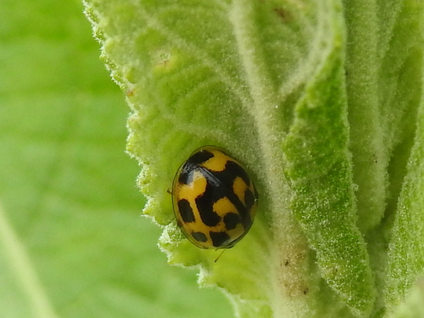 Propylea quatuordecimpunctata - tizennégypettyes füsskata