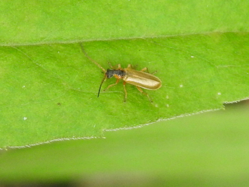 Rhagonycha testacea Rhagonycha testacea