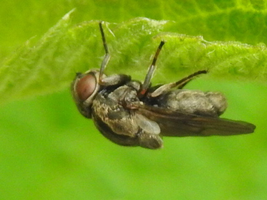 Lipara