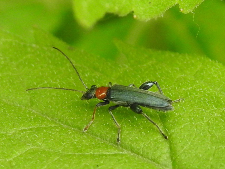 Oedemera croceicollis - pirostorú álcincér
