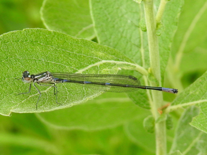 Coenagrion pulchellum - karcsú légivadász