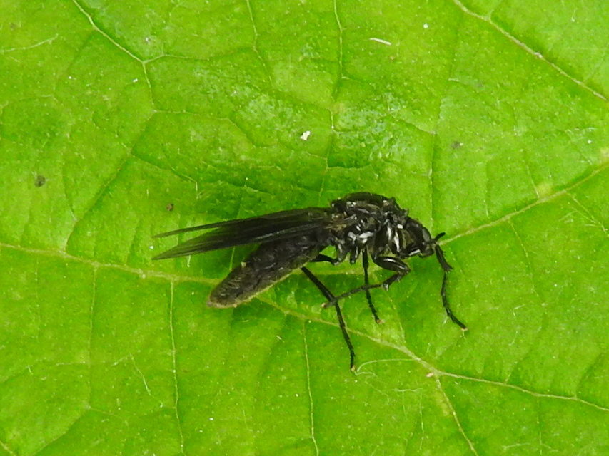 Bibionidae - bársonylegyek