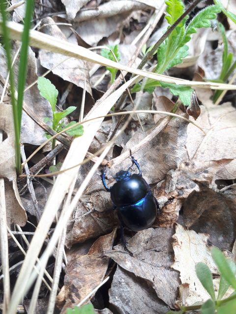 Trypocopris vernalis - tavaszi álganéjtúró