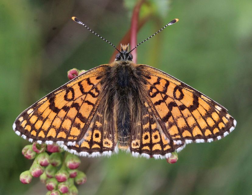 Melitaea cinxia - réti tarkalepke