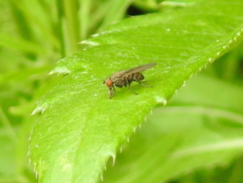 Drosophilidae - muslicafélék