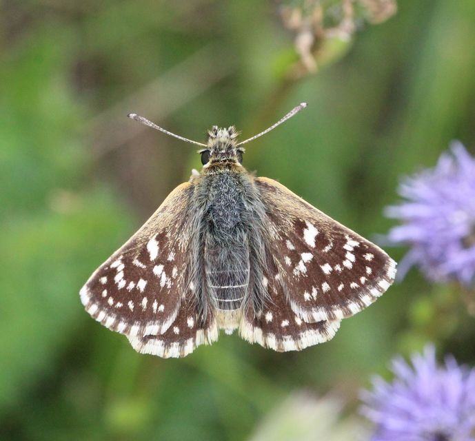 Spialia orbifer - törpe busalepke