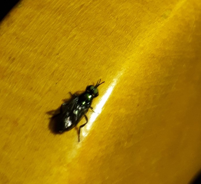 Actina chalybea - csillogó tüskéslégy