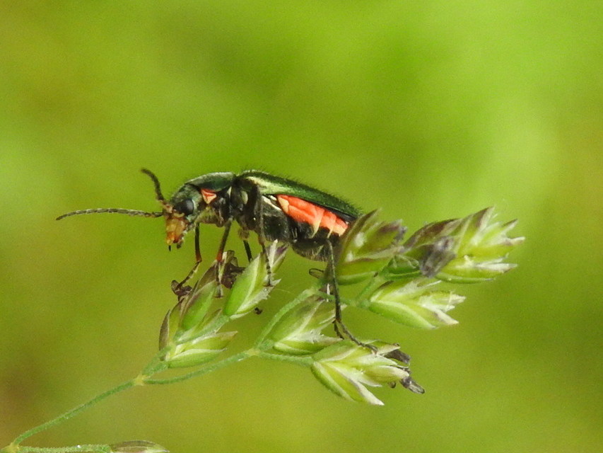 Malachius bipustulatus - kétfoltos bibircsesbogár
