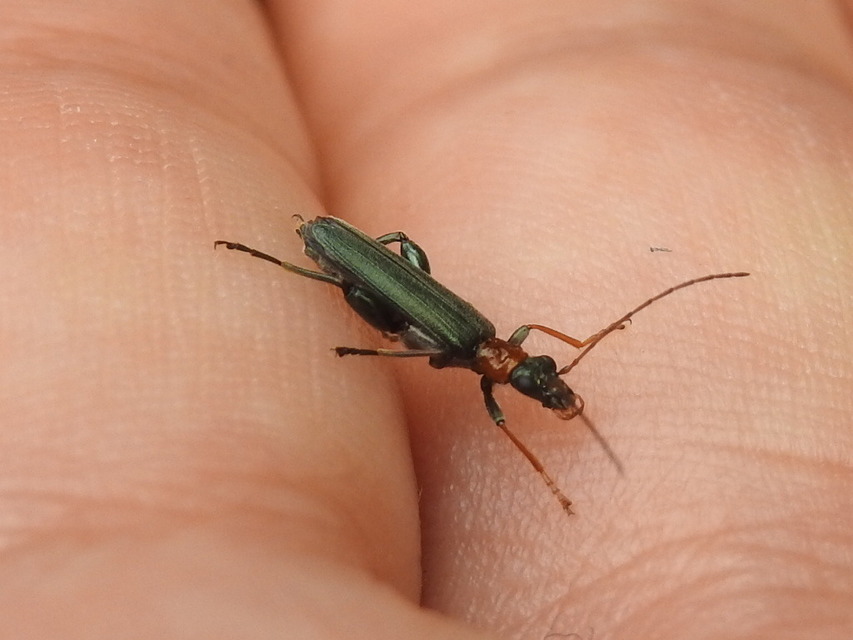 Oedemera croceicollis - pirostorú álcincér