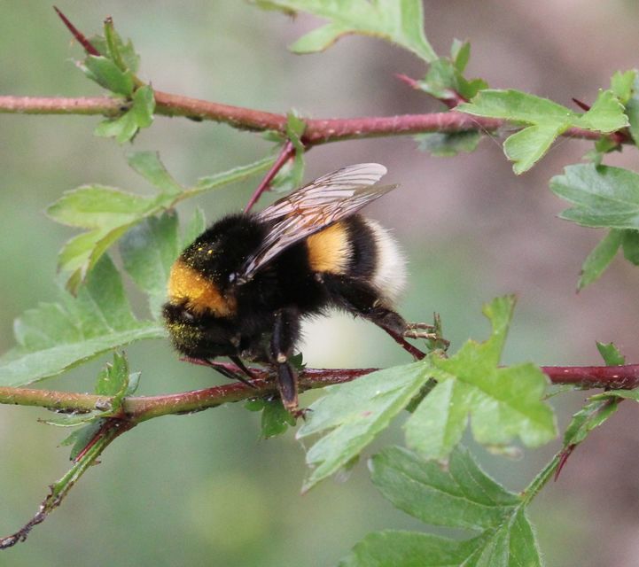 Bombus terrestris - földi poszméh