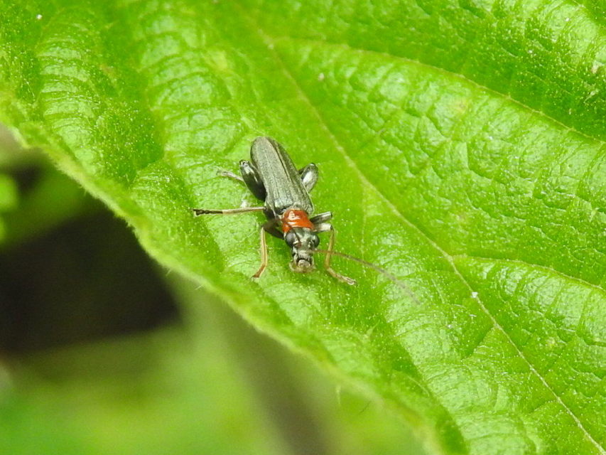 Oedemera croceicollis - pirostorú álcincér