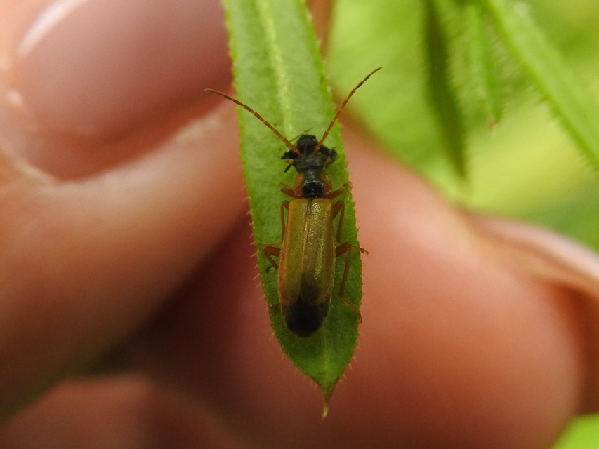 Rhagonycha testacea Rhagonycha testacea