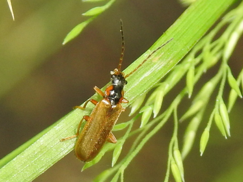 Rhagonycha testacea Rhagonycha testacea