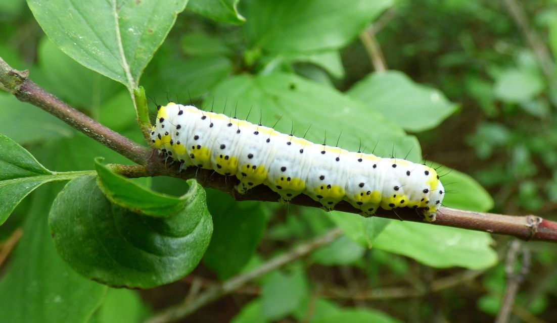 Diloba caeruleocephala - őszi kékesbagoly