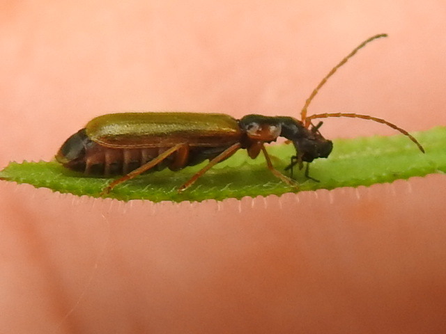 Rhagonycha testacea
