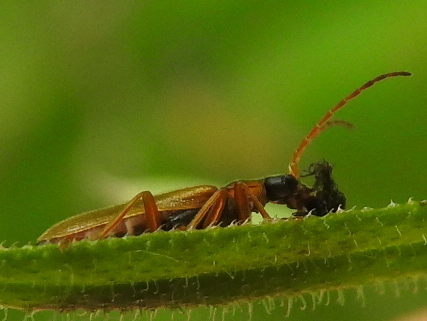 Rhagonycha testacea Rhagonycha testacea