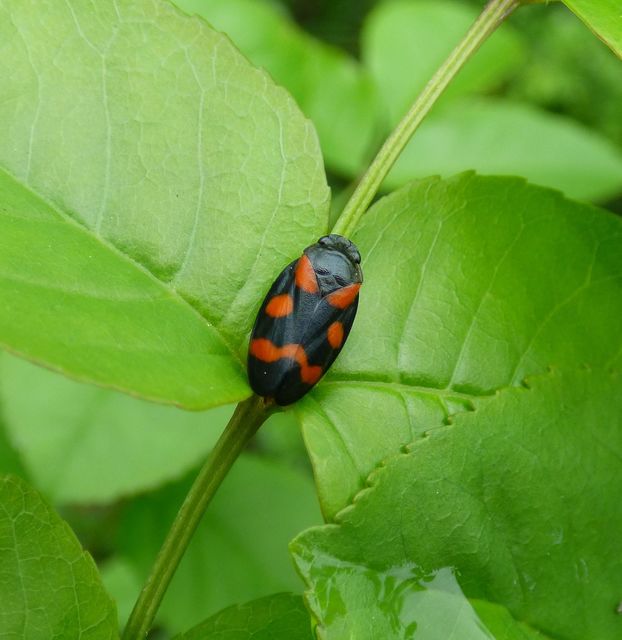 Cercopis arcuata/sanguinolenta