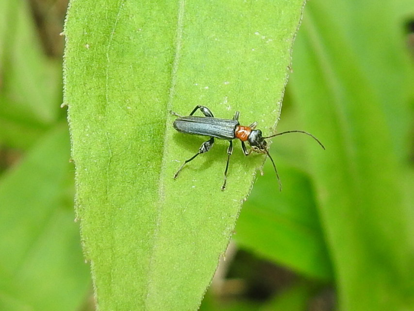 Oedemera croceicollis - pirostorú álcincér