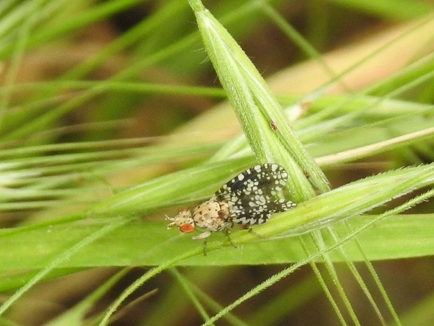 Trypetoptera punctulata - pirosszemű szarvaslégy